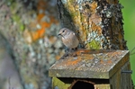 Common Redstart
