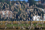 Dunlin portfolio