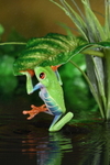Red Eyed Tree Frog in Water