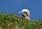 Gannet