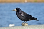 Rook