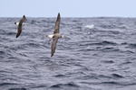 Shy Albatross (immature) chased by Kelp Gull, at sea, South Africa