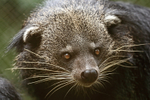 Binturong portfolio