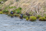 Harlequin Ducks