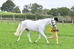 S50 - Show Pony & Show Hunter Pony In Hand portfolio