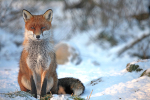 Red Fox_ AGTO181
