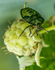 Shield Bug on Raspberry 9968
