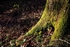 Tree Root Pentyrch