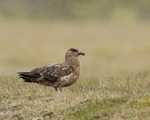 Great Skua, Iceland
