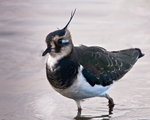 Lapwing portfolio