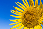Sunflower Bee 3