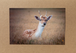 52 Fallow Deer