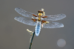 Male Broad-bodied chaser