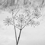 Winter Frost Abstract Otley Chevin in Black & White