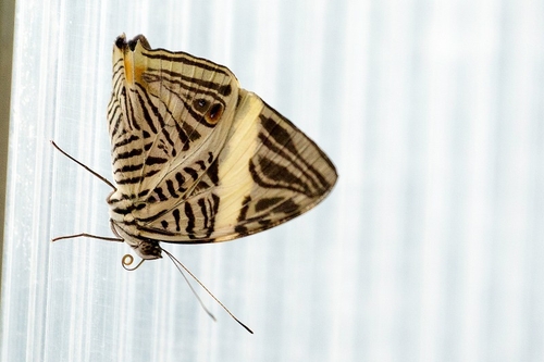 The Dirce Beauty, also known as the Mosaic or Zebra Mosaic, (Colobura dirce) is a butterfly of the family Nymphalidae…