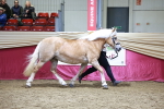 Class J - Foreign Breeds Champ portfolio