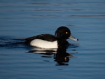Tufted Duck