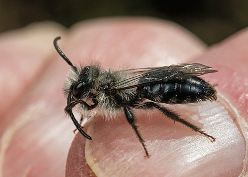 [i]Andrena cineraria]/i] male. Warwickshire, April 2014.