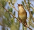 Grasshopper Warbler