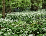 Wild Garlic