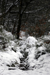 Wonderland