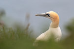 Gannet portrait, RSPB Bempton Cliffs