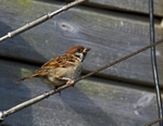 Tree Sparrow