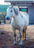 Highland Pony - DSC_0871