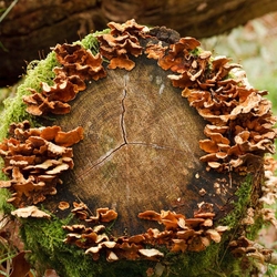 Natural World portfolio