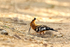 African Hoopoe