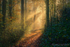 Autumn Woodland Mist