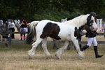 WJ6_8345
