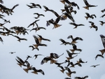 Red Kites