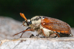 Best Foot Forward (Cockchafer)
