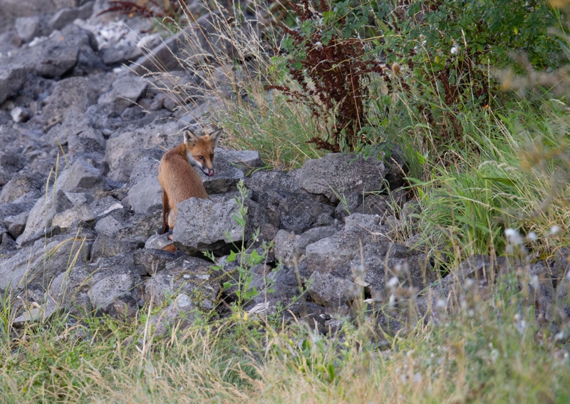 Red Fox - Dee Estuary - North Wales