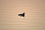 Black-throated Diver