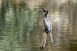 Cormorant