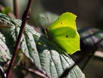 Brimstone