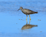 Wandering Tattler in bright sunshine, Ke'e Beach, Kauai