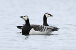 Pair of Barnacle Geese, Jokulsarlon, Iceland