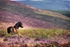 Exmoor Pony