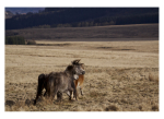 Welsh Mountain & Moorland