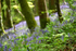 Bluebells near Looe in Cornwall