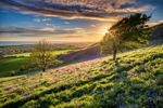 z3412 Bluebells, Brighstone Down