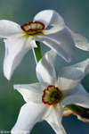 Flowers 17 - 11
