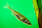 Stickleback