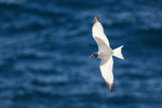 Swallow-tailed Gull showing upperwings in flight, Espanola, Galapagos