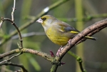 Greenfinch