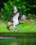 Scottish Osprey in flight with a trout at Rothiemurchus