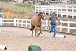 Wednesday Trot Up portfolio
